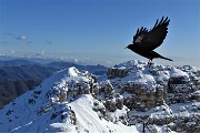 06 Gracchio in volo in vetta al Resegone con vista su Pizzo Daina e Torre di Valnegra 